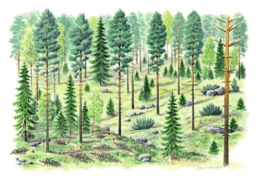 4 Ennakkoraivaus Riistan kannalta ennakkoraivaus on metsän hoitoketjun tärkeimpiä kohtia. Siinä on tärkeää säilyttää näkösuoja lähellä maanpintaa ja välttää kaiken suojan poistavaa ns.