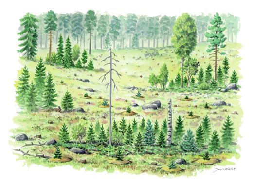 6 Metsän uudistaminen Riistametsän uudistamisessa säilytetään riistalle tärkeitä ominaispiirteitä yli kiertoajan.
