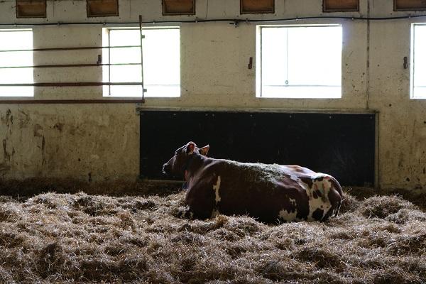 19 Syitä pitkään karsina-aikaan oli useita. Ensisijaisesti yrittäjä haluaa seurata vasikan ja emon toipumista poikimisesta. Jos jompikumpi tarvitsee hoitoa, on se helppo järjestää kulmauksessa.