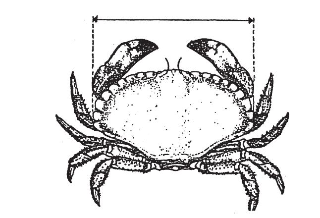 192 Liite IV kuva 5 b (uusi) Kuva 5 c Isotaskurapu (Cancer pagurus) 193 Liite