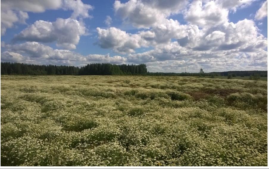 Pellolla, jolle on ilmoitettu satokasvi kasvaa pelkästään rikkakasvillisuutta,