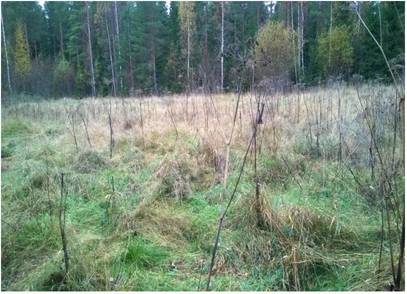 Ilmoitettu kasvi on mv. kuivaheinä-, säilörehu-, tuorerehunurmi.