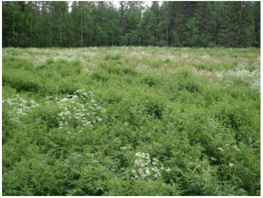 (kuva 1) Suojavyöhykkeen kasvusto ei ole hyväksyttävä, koska alalla ei ole