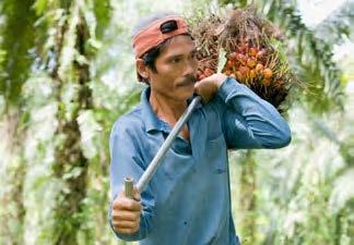44 Yhteistyö pienviljelijöiden kanssa vähentää metsäkadon riskiä Vuonna toimitusketjuumme kuului yli 4 (36 ) osuuskunniksi järjestäytynyttä indonesialaista palmuöljyn pienviljelijää.