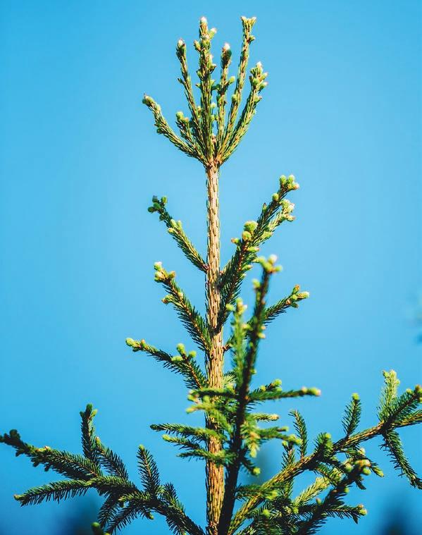 Boorin puutos vaurioittaa puun kasvupisteen. Latvustosta tulee monilatvainen ja oksikas, ellei puutetta korjata boorilannoituksella.