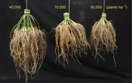 REHUMAISSIN KASVINSUOJELU Maissin juuristo on kasvin kokoon nähden vaatimaton Siksi se kilpailee huonosti ravinteista rikkakasvien