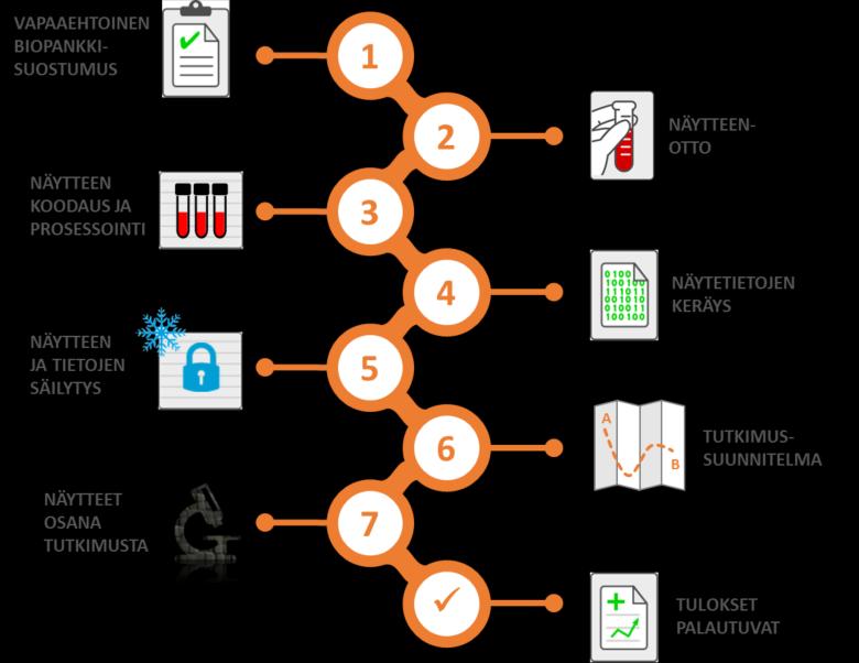 tai laboratoriotuloksista (Tuhkanen 2018, 40). Biopankkinäytteiden ja -tietojen siirtyminen biopankin ja tutkimusjärjestelmän välillä on esitetty kuvassa 1. 16 KUVA 1.