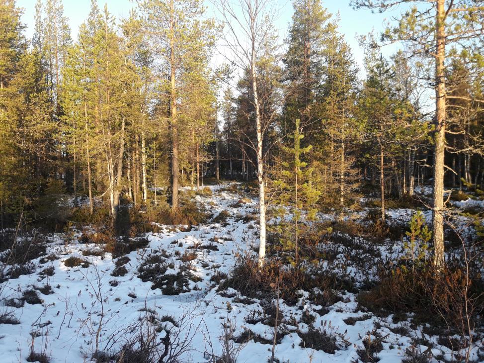 5/19 Kuva 3. Uuden rakennuspaikan maastoa Taajamakuva Kaava-alue on pienen lomakaupungin keskustaajamaa, jolla varsinkin liikekeskuksen läheisyydessä suurin osa tonteista on rakennettu.