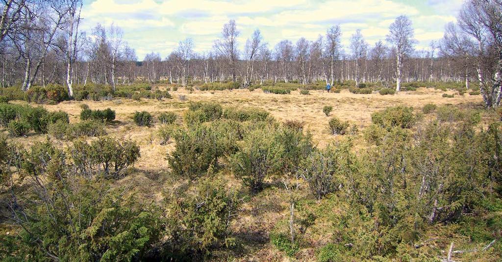 Havaintoja Sokli Tulppio Ainijärvi-alueen elinympäristöistä Panu Välimäki Sokli Tulppio Ainijärvi-alue sijaitsee Lkor Savukosken koillisosassa Sotajoen ja Nuorttin valuma-alueilla ja osin näiden sekä