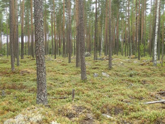 Pikkarla-Rautaruukki linjalta uudelle Siikajoen Ruukin Jussinkankaan sähköasemalle inventoitiin Fingridin toimeksiannosta samalla inventointimatkalla.