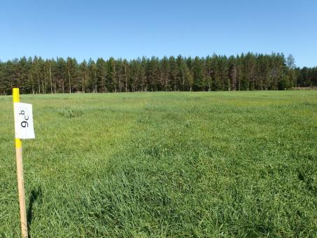 konsentraattikäsittely (8 Bb ) näkyy vihreämpänä kuin vasemmalla oleva pienempi