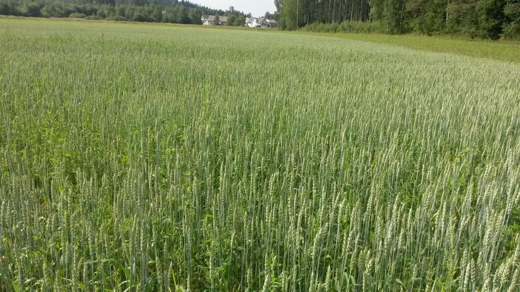 TP2. Ravinteiden kierron tehostaminen Hautomokuorikokeet, hiilen