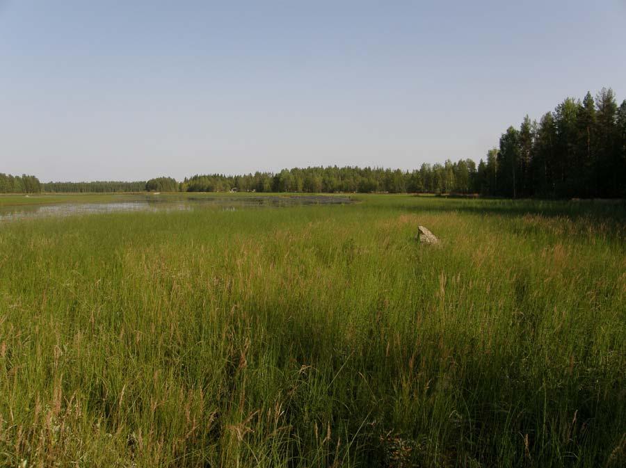 8 Alue 6. Ei merkittäviä luontoarvoja. Lehtosaaren metsät ovat olleet voimallisessa metsätalouskäytössä.