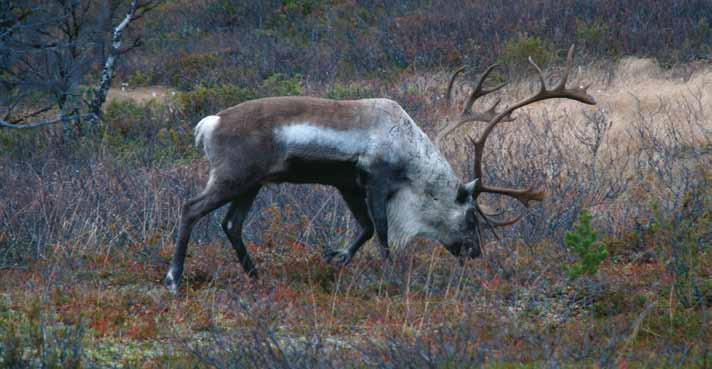 Ympäristön nykytila ja tehdyt selvitykset Maankäyttö, asutus ja elinkeinotoiminta nuslain 1.4.2011 voimaan tulevan muutoksen mahdollistamalla tavalla.