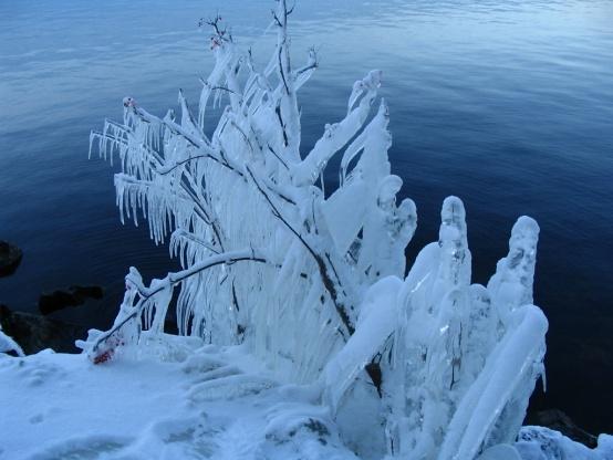 Vaistonvarainen traumareaktio Autonominen hermosto Sympaattinen hermosto Parasympaattinen hermosto Taistele tai pakene Jos voi taistella tai paeta, reaktio vaimenee Jos taistelu ja