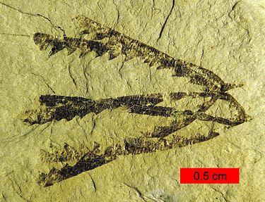 5. Elämää kambrikaudella (R5) Kambrikausi oli geologinen ajanjakso 570-505 miljoonaa vuotta sitten.