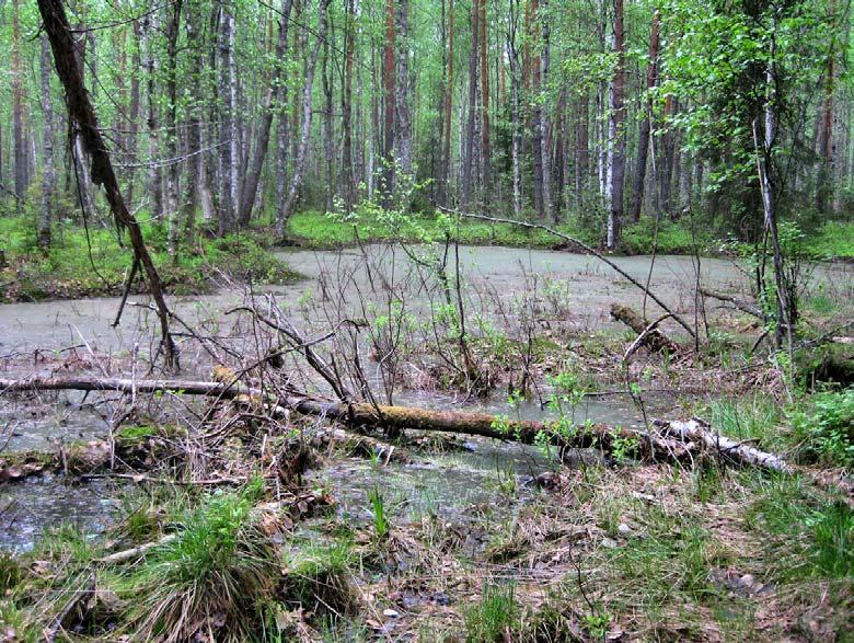 tavallisista varpuslinnuista, joihin kuuluvat mm. peukaloinen, rautiainen ja punatulkku. Kahlaajista lehtokurppa pesii metsän alueella.