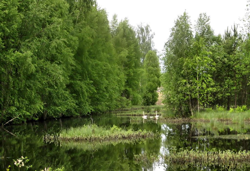 Rantametsien ja ympäröivien soiden lintulajisto oli varsin tavallista sisältäen ainakin seuraavat lajit: sepelkyyhky, kaksi uhanalaista lajia (käyvät lammella hyönteispyynnissä), metsäkirvinen,