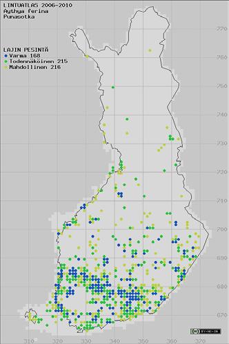 Punasotka Punasotkan pesimislevinneisyys on kutistunut taantuvista riistavesilinnuista eniten (kuva