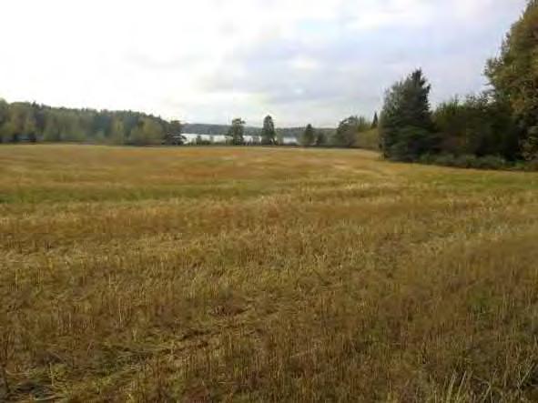 Ne muodostavat eräänlaiset keskustan keuhkot.