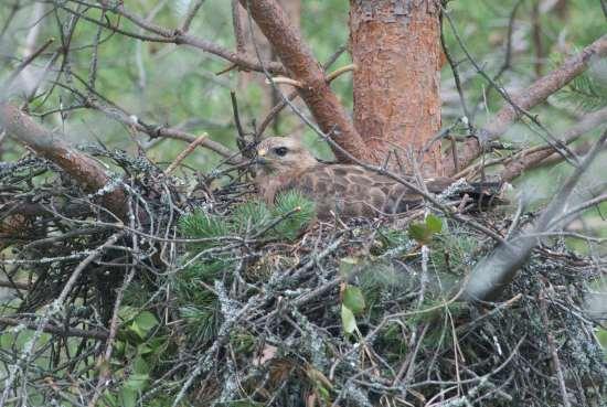 tunturihaukka (Metsähallitus)) Seuranta: o Pesäpaikan tiedot o Tarkastustiedot