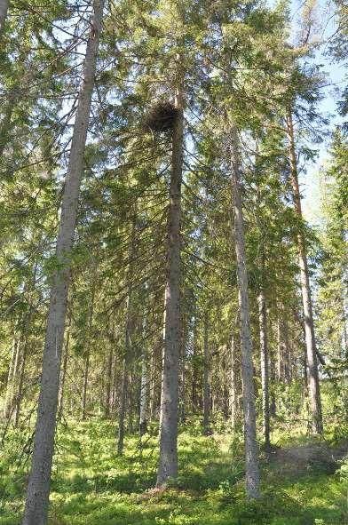 Petolintujen pesäilmoitukset, tuloksia 2017: tiedot n.