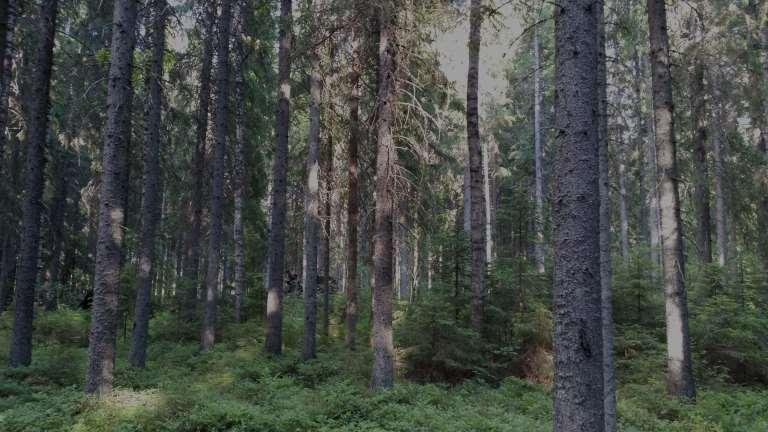 Varttuneen metsän haukat vähentyneet Heidi