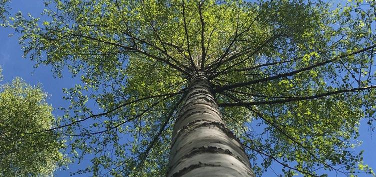 Tuotamme yleisimmin metsätaloudessa käytettävien männyn ja kuusen siementen lisäksi raudus- ja visakoivun sekä lehtikuusen siemeniä.