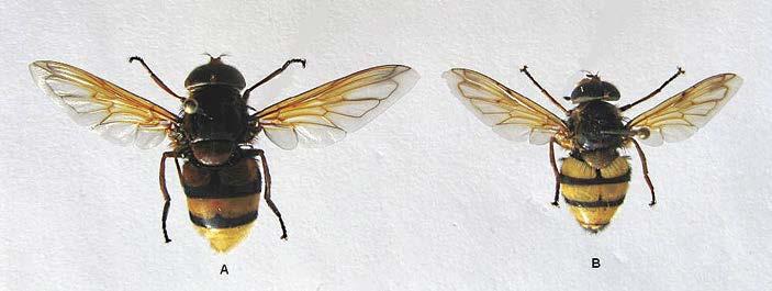 Baptria VIERAILULLA Herhiläisvieras Volucella zonaria (Poda, 1761), (Diptera, Syrphidae) Sakari Kerppola Tämä tarina ei liity perhosiin, mutta kuitenkin perhoskeräilijöihin.