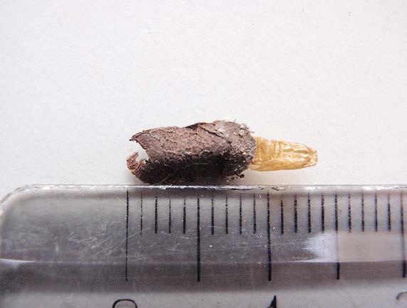 KUVA 4. Nemophora degeerellan viisiosainen lehden palasista rakennettu toukkapussi. FIG. 4. The five-segmented larval case of N. degeerella constructed of leaf fragments.