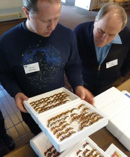 Teksti Timo Leponiemi, kuvat Timo Leponiemi & Timo Lehto noin 80 toukkaa, joista osa tuli kasvatukseen Suomeen. Myös feromonin eristämisen uskotaan onnistuneen.