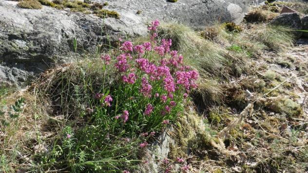 päiväperhosille hyviä ruokailupaikkoja. Kalliokedon sijoittuminen alueelle on maisema-arvon säilymisen kannalta tärkeätä.