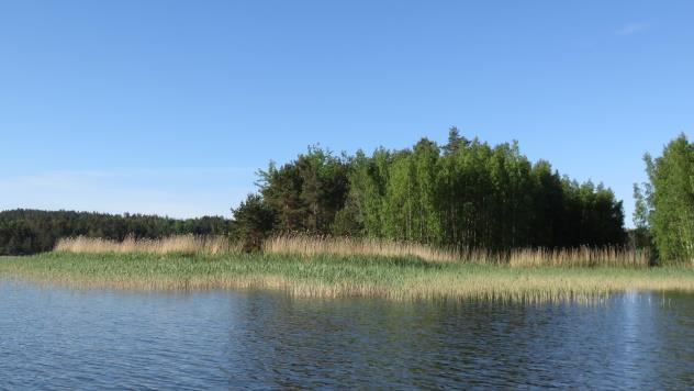 Koska kaava-alueelle tulee joka tapauksessa rakentamista, on suositeltavaa jättää lepakoiden havaitut ruokailualueet ja niiden lähimetsät verraten muuttumattomiksi.