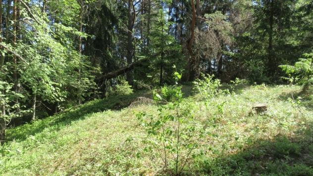 T201805 6 3.5 Selvitysalueen kasvillisuus Långholmenin selvitysalue on puulajeiltaan tavanomainen. Puuston muodostavat männyn lisäksi mm.