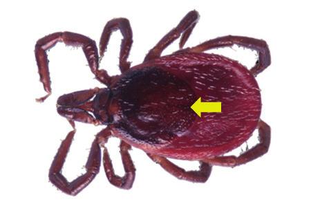 Introduction 6 Figure 1. Microscope photograph of an adult Ixodes ricinus female.