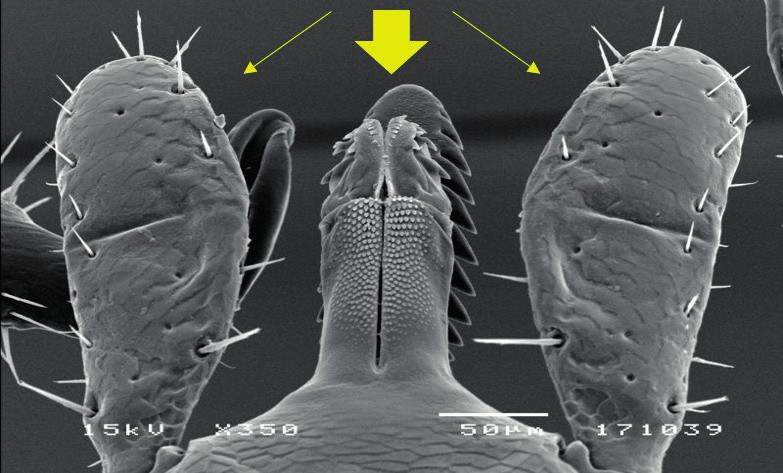 A scanning electron microscope photograph showing the hypostome (middle arrow) and palps (side arrows) of an adult Ixodes ricinus. Photo by Ritva Penttinen.