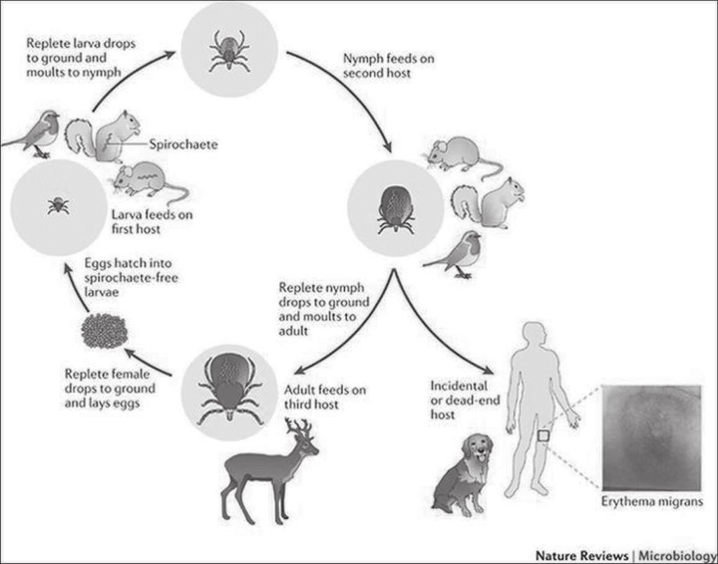 11 Introduction Figure 4. The enzootic cycle of Borrelia burgdorferi s.l. spirochetes. Ticks usually acquire the bacteria from reservoir animals when feeding as larvae or nymphs.