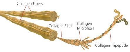 Biomimeettinen kollageeni I+IV