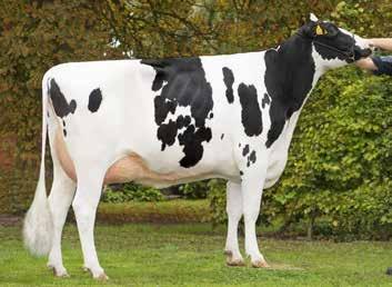 VikingHolstein-uutuuksia VH Don Red (VH Dent RC x Fageno x D Obo), gntm +38, on tanskalaisen Kim Fagerlinin kasvatti.