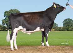 VR Trond FAY 47924 I: VR Tapir II: VR Tivoli EI: VR Vilde EEI: R Haslev gntm +24 Loistava maitotuotos Hyvä utareterveys Tyttärillä helpot poikimiset Tuotosindeksi 118 Maito kg 115 Rasva kg 117 Valk.