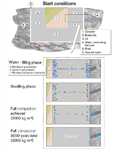 192 Figure 5-8. A schematic model of microbial activity in the buffer as a function of time. From Pedersen et al. (2000a).