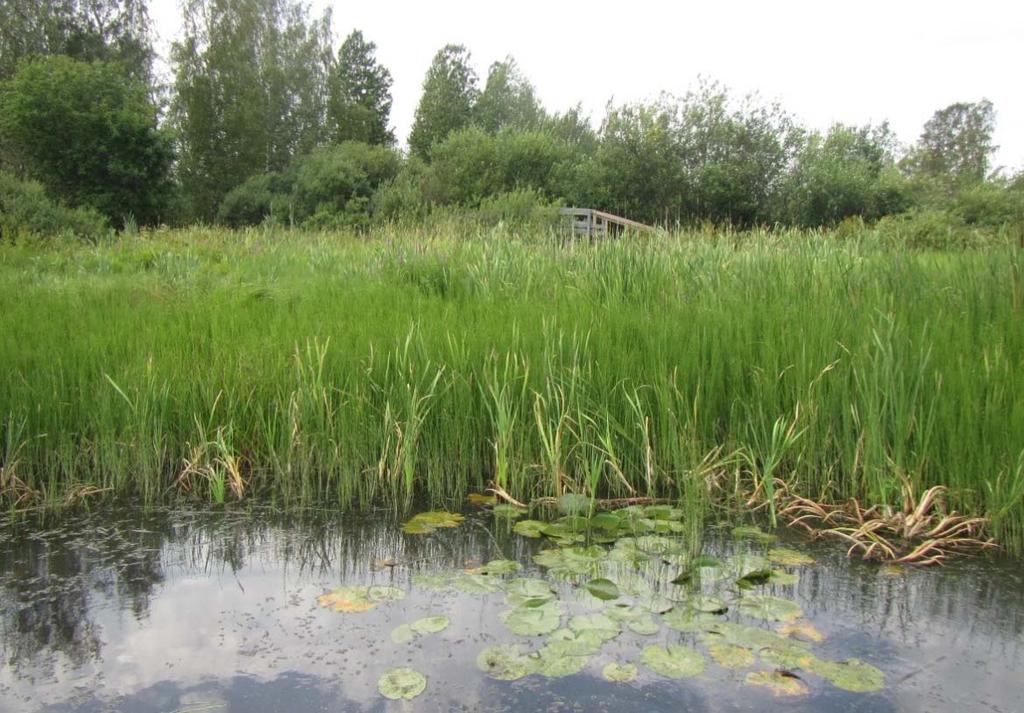 9 Kuva 4. Lahden länsipään laaja järvikortekasvusto, jossa leveäosmankäämiä on paikoin seassa, mutta suhteellisen niukkana.