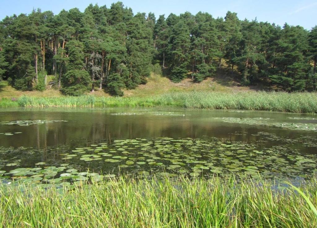 10 Kuva 5. Isolumpeen kasvustoja on ilmaantunut jo lahden länsiosan syvimpiinkin osiin. Reunaosissa puolestaan dominoivia kelluslehtisiä vesikasveja ovat ulpukka ja uistinvita.