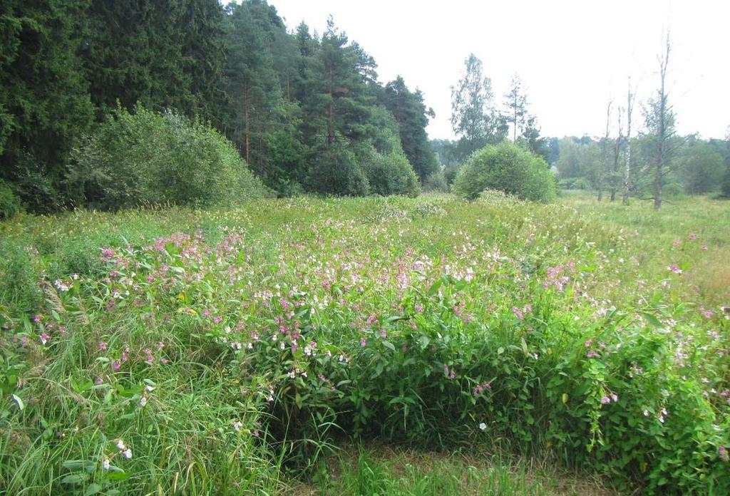 24 Kuva 13. Niityn pohjoispään jättipalsamikasvustoa. Kuva 29.7.2014.