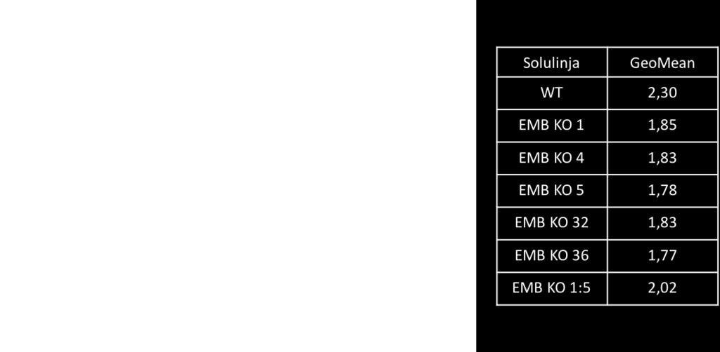 Kuva 15. MG-63 EMB +/- -soluissa ei ollut RFP:tä.