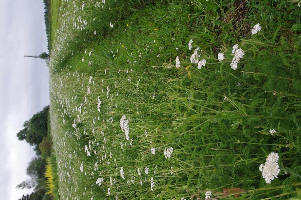 Luonnonyrtit Suomessa Kauppayrteistä keruusta (ja myös viljelystä) saadaan kamomillasaunio, kultapiisku, kumina, mesimarja, mustaherukka (lehdet), nokkonen,