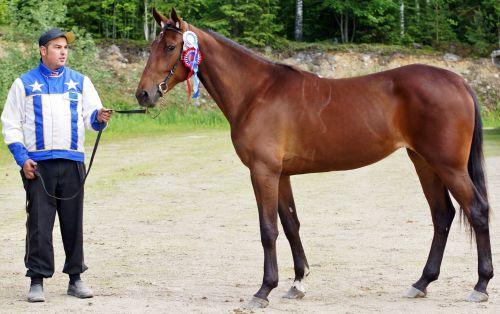 TOIMINTAKERTOMUS 2016 12(27) Sirkkaliisa Usvamaa-Routila,Jyväskylä, o. Varma-Jekku 246001S00141379, rt, sk 156, lk 160, laatutyyppi 7.0, runko 7.0, jalat 6.0, kaviot 7.5, käynti 6.5, ravi 7.0, III+ p.