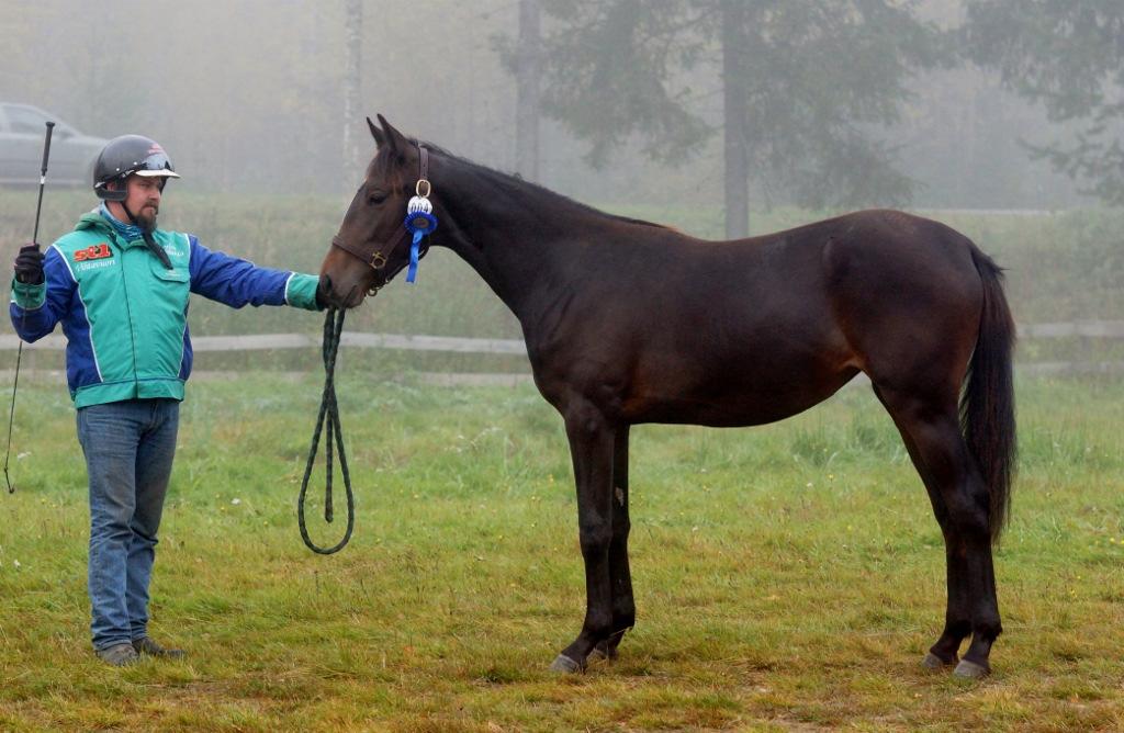 TOIMINTAKERTOMUS 2016 13(27) 2-vuotiaat t. Brigatin Kulta 246001S00141260, vkk, sk 148, lk 147, laatutyyppi 7.0, runko 7.0, jalat 7.0, kaviot 6.5, käynti 6.5, ravi 6.5, III+ p.