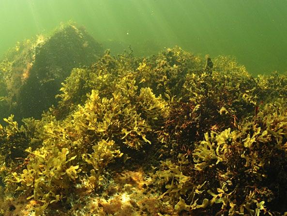 Isokrunni, Selkämeri. Kuva: Heidi Arponen, Metsähallitus paljon.