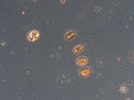 nousseet (HELCOM 2017). Rehevyystaso on luontaista huomattavasti korkeampi. Myös sinilevien biomassa on noussut Suomenlahdella (Lehtinen ym. 2016).